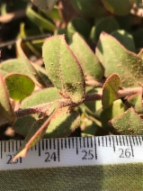 Arctostaphylos edmundsii