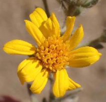 Heterotheca sessiliflora ssp. echioides