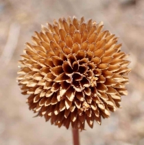 Helianthus gracilentus