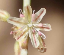 Eriogonum elegans