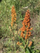 Sorghum bicolor