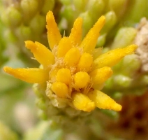 Isocoma acradenia var. bracteosa