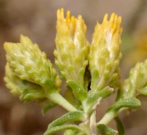 Isocoma acradenia var. bracteosa