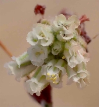 Eriogonum viridescens