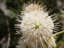 Cephalanthus occidentalis