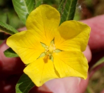 Ludwigia peploides ssp. montevidensis