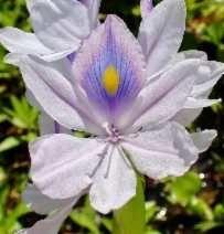 Eichhornia crassipes