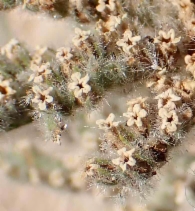 Eriodictyon tomentosum