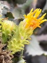 Hazardia squarrosa