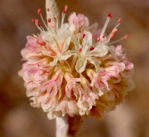 Eriogonum elongatum var. elongatum