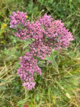 Pluchea odorata