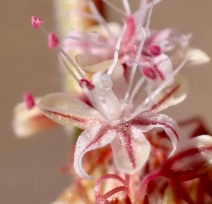 Eriogonum gracile var. gracile