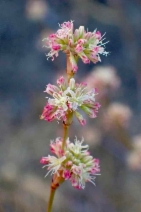 Eriogonum nudum var. indictum