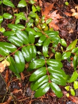 Hypericum calycinum