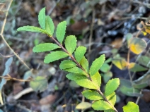 Paxistima myrsinites