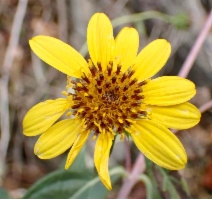 Helianthus californicus