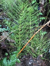 Equisetum arvense