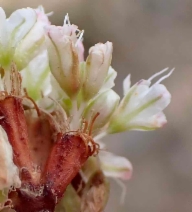 Eriogonum nudum var. nudum