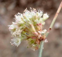 Eriogonum nudum var. nudum