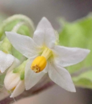 Solanum nigrum