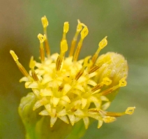 Ericameria nauseosa