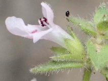 Stachys ajugoides