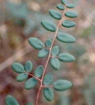Pellaea andromedifolia