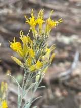 Ericameria nauseosa var. bernardina