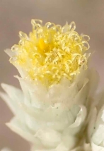 Pseudognaphalium beneolens