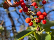 Arbutus menziesii
