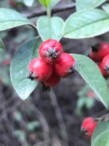 Cotoneaster franchetii