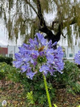 Agapanthus Africanus