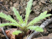 Streptanthus glandulosus ssp. secundus