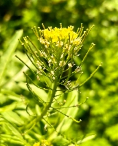 Sisymbrium irio