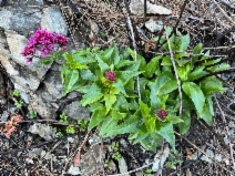 Centranthus ruber