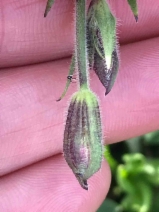 Silene verecunda