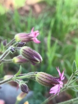 Silene verecunda