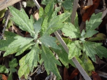 Artemisia douglasiana