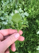 Mercurialis annua