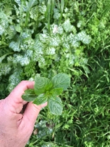Mercurialis annua