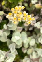 Helichrysum petiolare