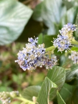 Ceanothus arboreus