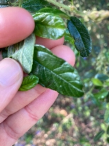 Ceanothus parryi