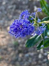 Ceanothus parryi