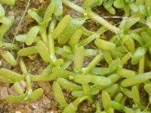 Callitriche heterophylla