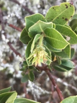 Arctostaphylos montaraensis