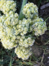 Lomatium dasycarpum ssp. dasycarpum