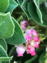 Arctostaphylos imbricata