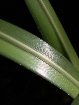 Cortaderia jubata