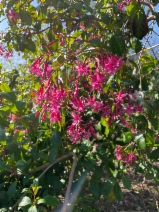 Fuchsia magellanica